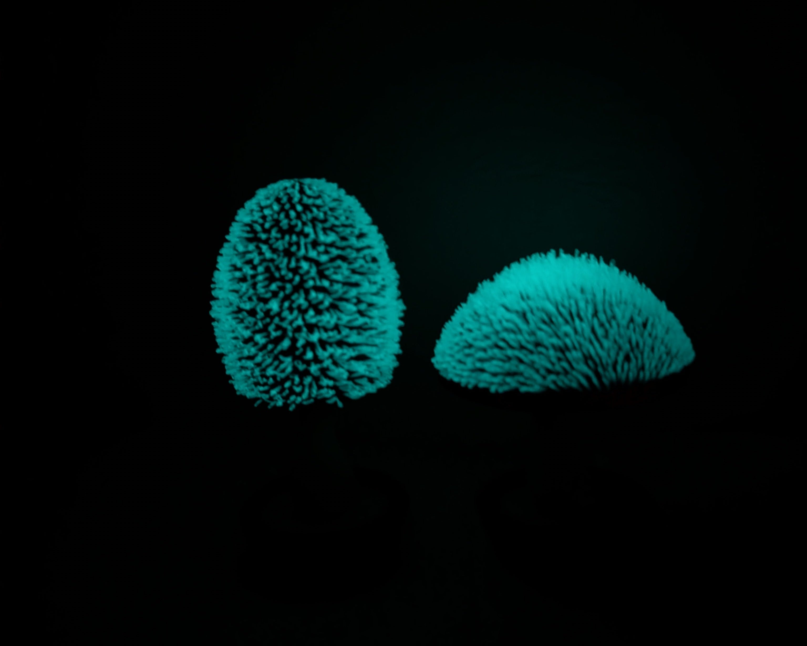 Whimsical UV-Reactive Mushroom Decor – PLA 3D Printed Fidget Toy (Set of 2)